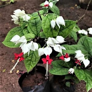 Bleeding-heart-Pink-white