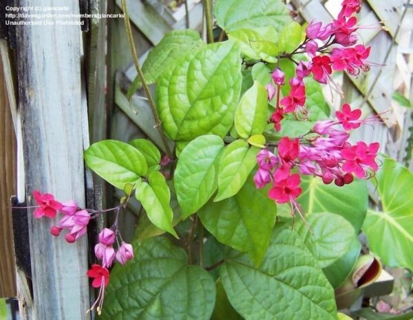 Bleeding-heart-Pink-white